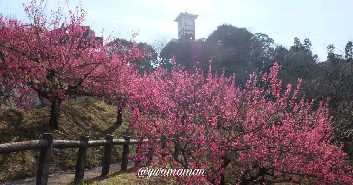 かわら館_瓦ふるさと公園_梅の花_サムネイル画像