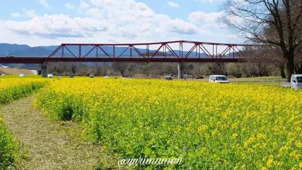 大洲市「畑の前河川敷広場」の菜の花2