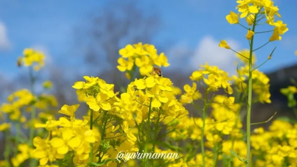 大洲市「畑の前河川敷広場」の菜の花1