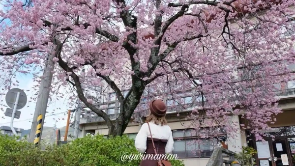 大洲市民会館の椿寒桜（2024年2月26日撮影）4