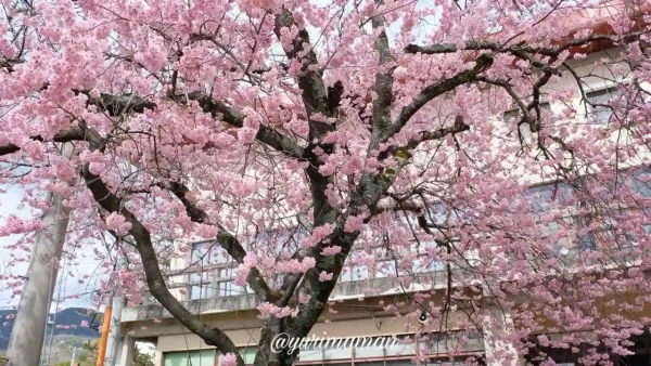 大洲市民会館の椿寒桜（2024年2月26日撮影）2