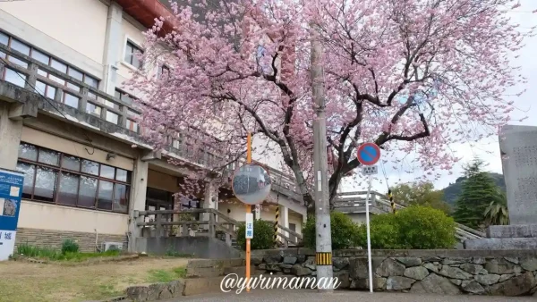 大洲市民会館の椿寒桜（2024年2月26日撮影）5