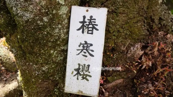 大洲市民会館の椿寒桜