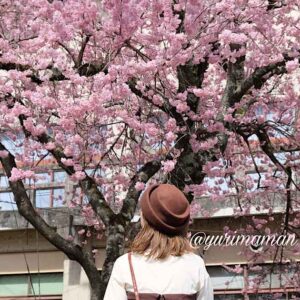 大洲市民会館の椿寒桜_サムネイル画像