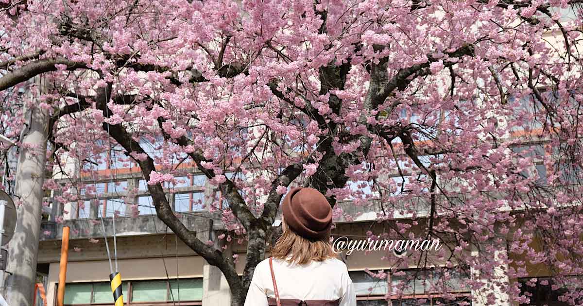 大洲市民会館の椿寒桜_サムネイル画像