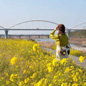 西条市加茂川河川敷で満開の菜の花_サムネイル画像