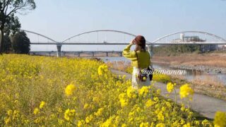 西条市加茂川河川敷で満開の菜の花_サムネイル画像