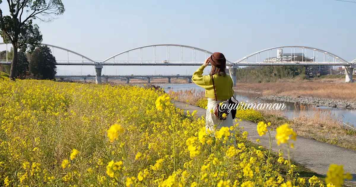 西条市加茂川河川敷で満開の菜の花_サムネイル画像