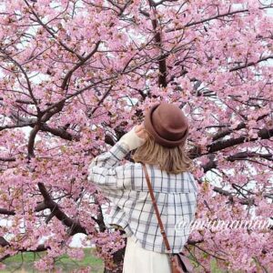 関川河川敷ふるさと広場_河津桜スポット_サムネイル画像