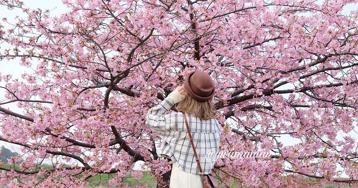 関川河川敷ふるさと広場_河津桜スポット_サムネイル画像