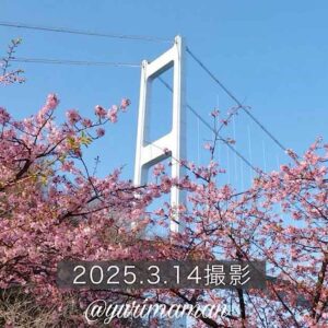 サンライズ糸山河津桜2025_サムネイル画像