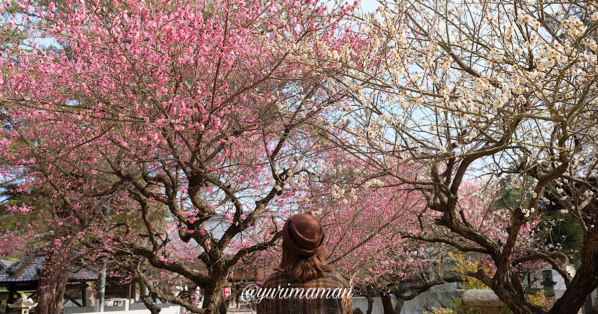 綱敷天満神社_今治市の梅の花の名所_サムネイル画像