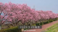砥部町の赤坂泉に咲く陽光桜2025_サムネイル画像