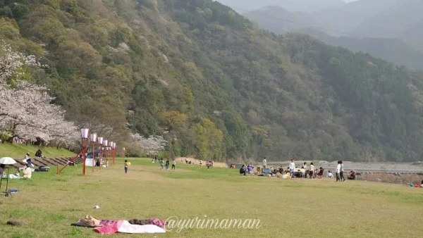 武丈公園の広場でお花見をしている様子