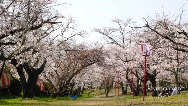 武丈公園の桜が見頃のようす（西条市）トンネルのように広がる