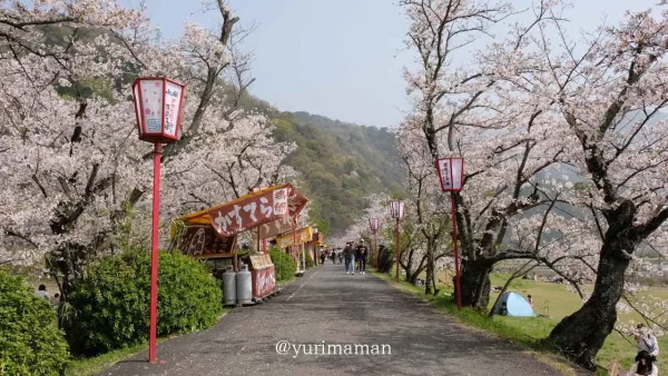 武丈公園に並ぶ屋台と桜並木（西条市）