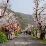 西条市「武丈公園」桜が満開 屋台が立ち並ぶ様子