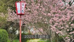 西条市の武丈公園で満開の桜（彼岸桜）と赤い提灯_サムネイル画像