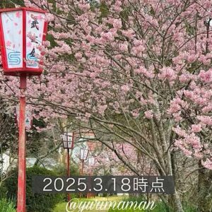 西条市の武丈公園で満開の桜（彼岸桜）と赤い提灯_サムネイル画像