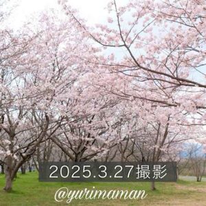 東温市「茶堂公園」の桜2025_サムネイル画像