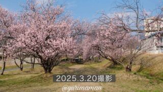 東温市「茶堂公園」の桜2025_サムネイル画像