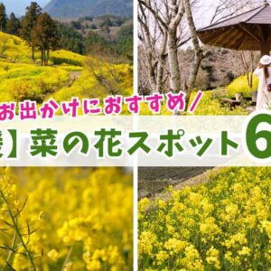 愛媛の菜の花スポット6選まとめ_サムネイル画像