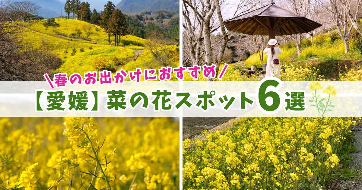 愛媛の菜の花スポット6選まとめ_サムネイル画像