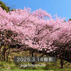 藤山健康文化公園河津桜2025_サムネイル画像