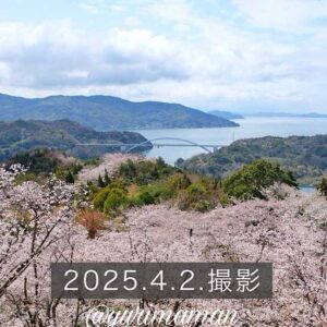 愛媛の桜の名所「開山公園」2025年訪問レビュー