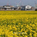 今治市大西町菜の花畑｜サムネイル画像