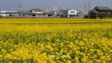 今治市大西町菜の花畑｜サムネイル画像