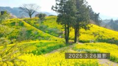 犬寄峠の黄色い丘2025_ミモザと菜の花が美しいスポット_サムネイル画像