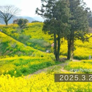 犬寄峠の黄色い丘2025_ミモザと菜の花が美しいスポット_サムネイル画像
