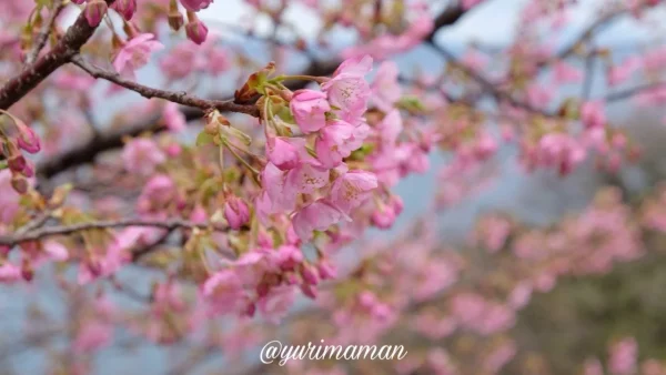 八幡浜の夕やけこやけライン沿い、河津桜が咲き誇るドライブコース