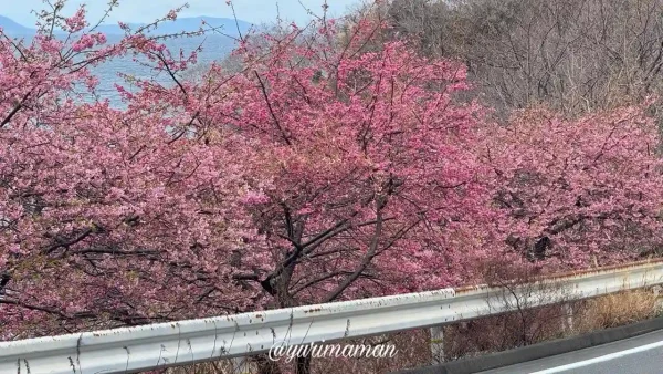 磯津地区の河津桜と青い海のコントラストが美しい風景2