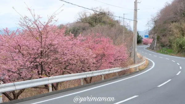 磯津地区の河津桜と青い海のコントラストが美しい風景1