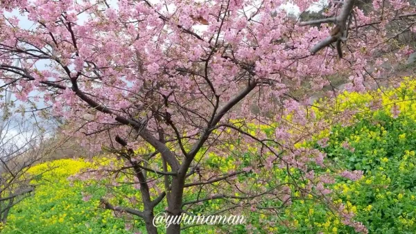 伊予市双海町「閏住の菜の花畑」の河津桜_2025年3月6日の開花状況