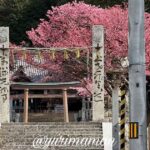 松山市吉藤の三島神社（吉藤熊野神社）の薄紅寒桜｜サムネイル画像