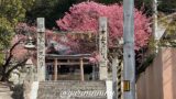 松山市吉藤の三島神社（吉藤熊野神社）の薄紅寒桜｜サムネイル画像