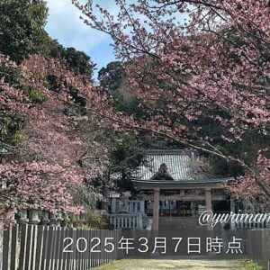 松山市三島神社の薄紅寒桜2025_サムネイル画像