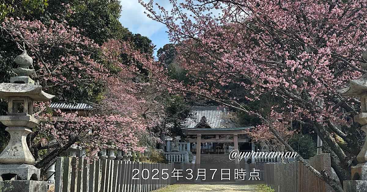 松山市三島神社の薄紅寒桜2025_サムネイル画像