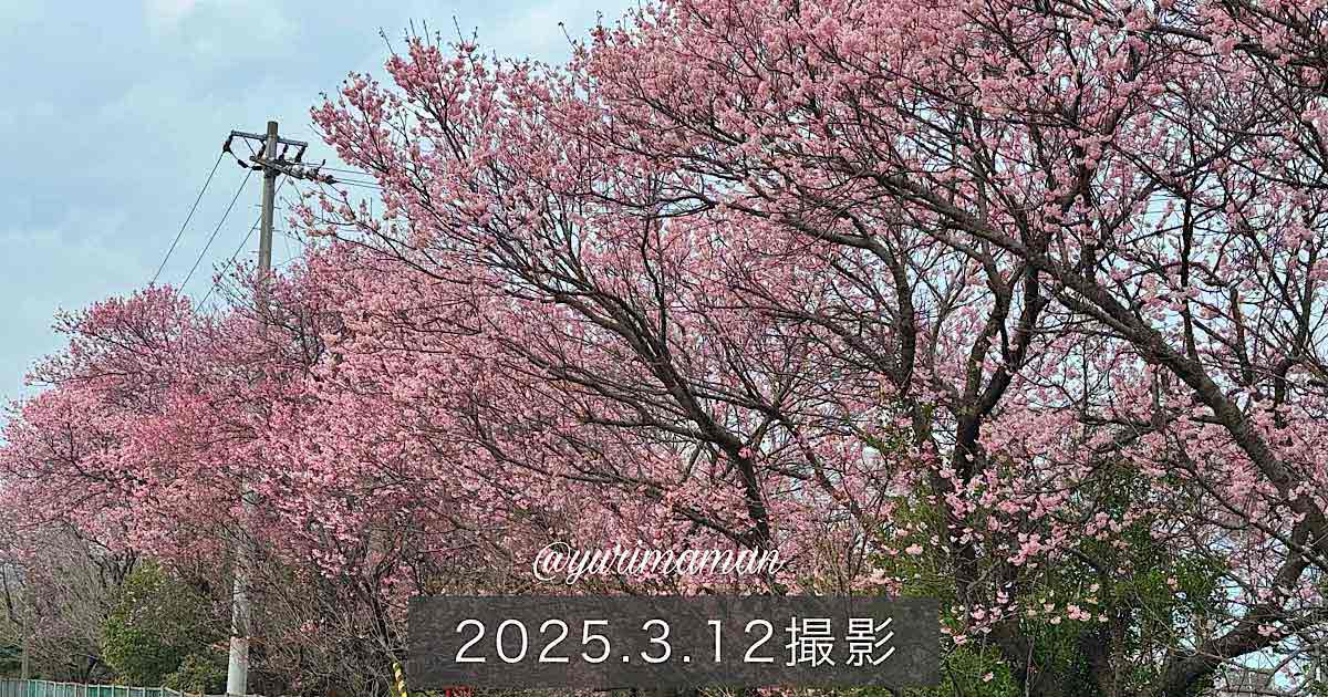 宮田鉄工の敷地内に咲く早咲きの桜（西条市丹原町）サムネイル画像