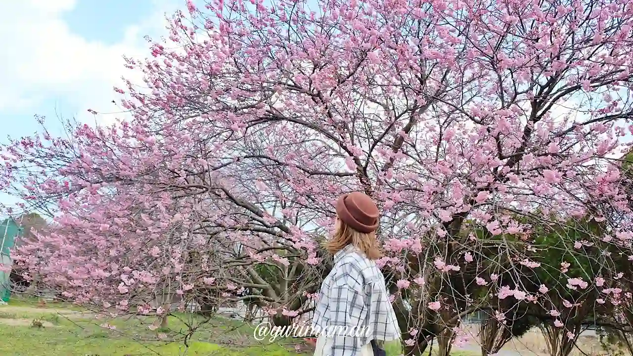 宮田鉄工の敷地内に咲く早咲きの桜（西条市丹原町）サムネイル画像