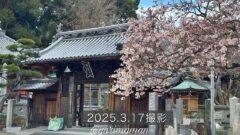 新居浜市の明正寺桜_サムネイル画像