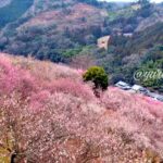 七折梅まつり（砥部町）サムネイル画像