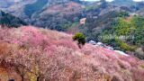 七折梅まつり(砥部町)サムネイル画像 - ゆりママんブログ 七折梅まつり(砥部町)サムネイル画像