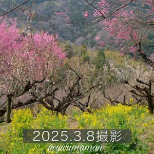 七折梅まつり2025_サムネイル画像