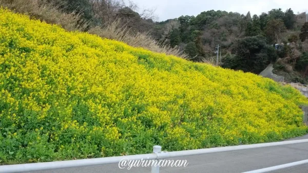 伊予市双海町「閏住の菜の花畑」2025年3月6日の開花状況2