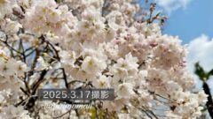 新居浜中央公園に咲く明正寺桜（2025年）サムネイル画像