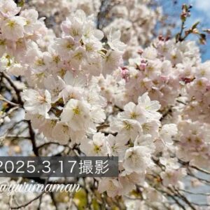 新居浜中央公園に咲く明正寺桜（2025年）サムネイル画像